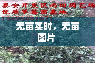 无苗实时，无苗图片 