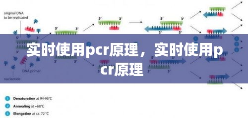 实时使用pcr原理，实时使用pcr原理 