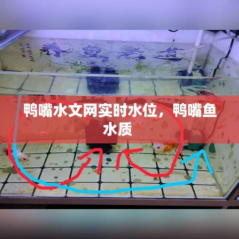 鸭嘴水文网实时水位，鸭嘴鱼水质 