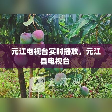 元江电视台实时播放，元江县电视台 