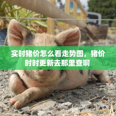 实时猪价怎么看走势图，猪价时时更新去那里查啊 