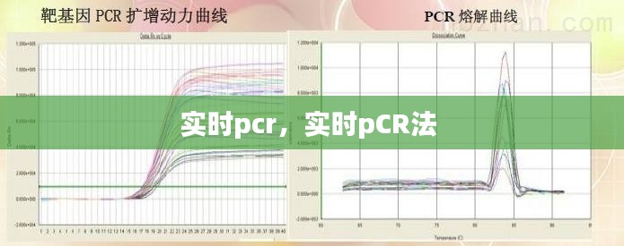 实时pcr，实时pCR法 