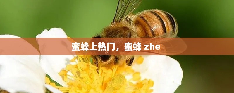 蜜蜂上热门，蜜蜂 zhe 