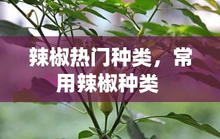 辣椒热门种类，常用辣椒种类 