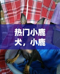 热门小鹿犬，小鹿犬视频大全 