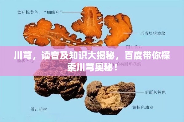 川芎，读音及知识大揭秘，百度带你探索川芎奥秘！