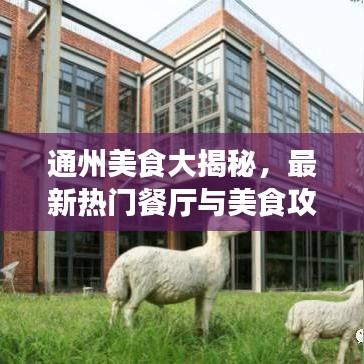 通州美食大揭秘，最新热门餐厅与美食攻略！