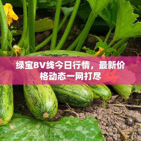 绿宝BV线今日行情，最新价格动态一网打尽